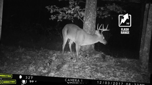 Moultrie A-40 Pro Trail/Game Camera Bundle - image 4 from the video